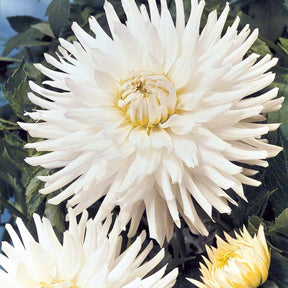 3 Dahlias cactus nains White Happiness - Dahlia white happiness - Plantes