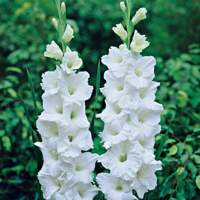 25 Glaïeuls White Prosperity - Gladiolus white prosperity - Plantes