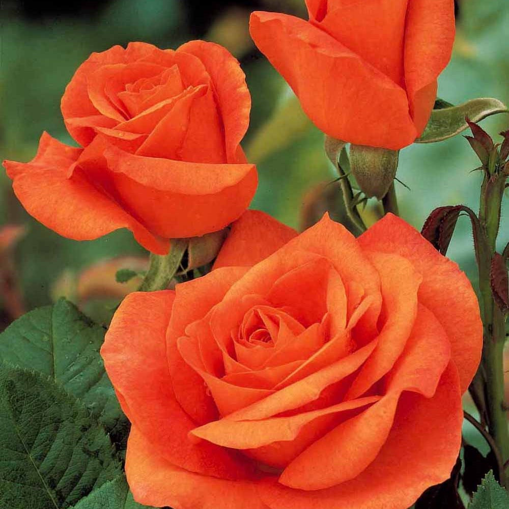 Rosier Orange Supreme - Rosa orange supreme - Plantes
