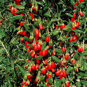 Vente Baie de Goji - Lycium barbarum