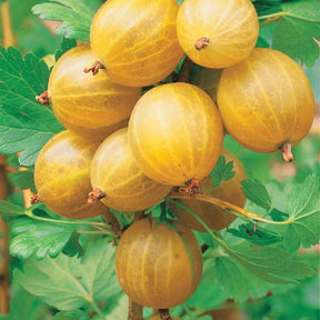 Groseillier à maquereau - Ribes uva-crispa - 2 Groseilliers à maquereaux Anglaise Blanche - Ribes uva-crispa anglaise blanche