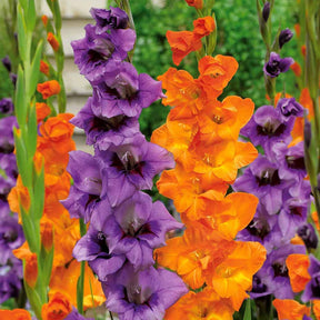 20 Glaïeuls orange et lilas en duo - Gladiolus blue star merry - Plantes