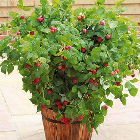 Framboisier nain et compact non remontant Beauté rubis ® - Rubus idaeus ruby beauty ® - Plantes