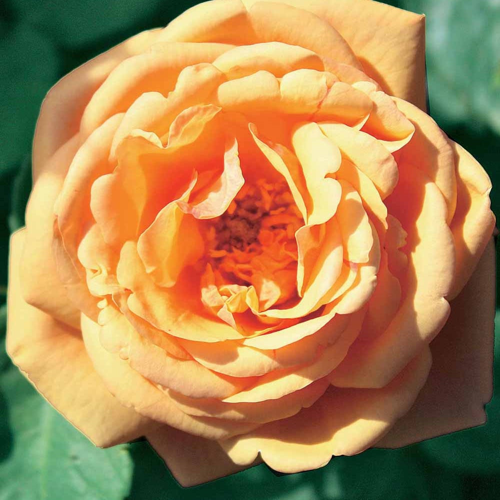 Rosier anglais Charlie Ausgreen ® - Rosa charlie ausgreen ® (ausfather) - Plantes