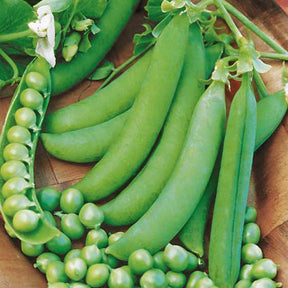 Pois et petits pois - Pois rond nain Petit Provençal - Pisum sativum petit provençal