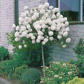 Viorne Boule de neige sur tige - Viburnum eskimo - Plantes