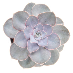 Echeveria pearl von Nuernberg - Echeveria pearl von nuernberg - Plantes d'intérieur