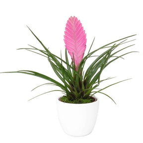 Vente Tillandsia bleu - Tillandsia cyanea
