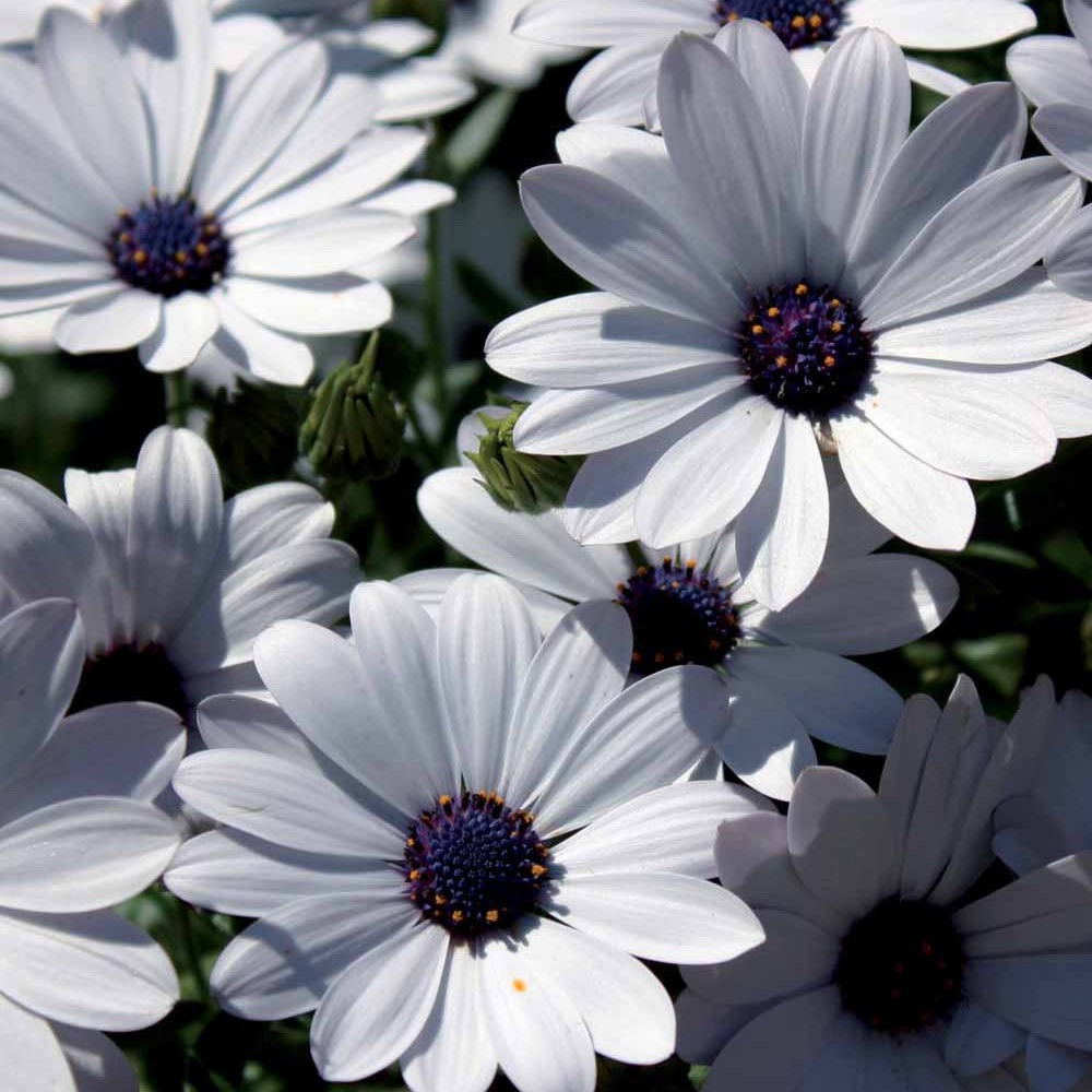 3 Marguerites du Cap blanches - Osteospermum margarita white - Plantes