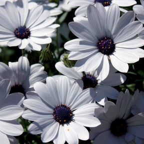 3 Marguerites du Cap blanches - Osteospermum margarita white - Plantes