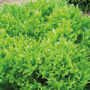 Laitue batavia frisée Eazyleaf Skilton - Lactuca sativa Eazyleaf Skilton - Willemse