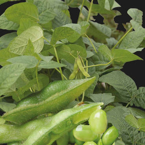 Légumes rares - Soja Fiskeby V - Edamame - Glycine max