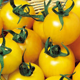 Tomate à fruits jaune Goldene Königin - Willemse