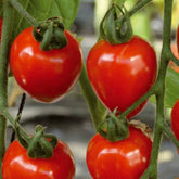 Tomate-cerise Gardenberry F1 - Willemse