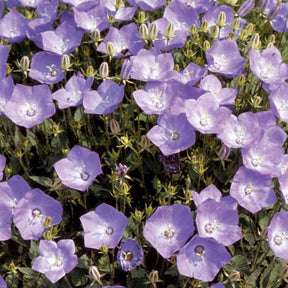 Campanula carpatica - Campanule bleue des monts Carpathes vivace - Graines de fleurs
