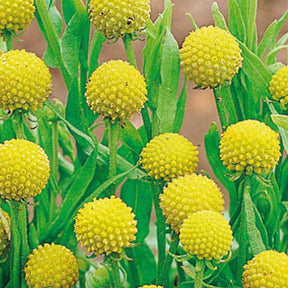 Cephalophora aromatica - Cephalophora odorant Pineapples - Graines de fleurs