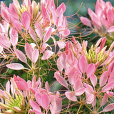 Cléome épineux Rose Beauty - Willemse