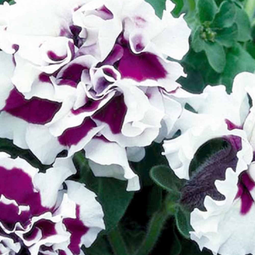 Pétunia à fleurs doubles Purple Pirouette F1 - Willemse
