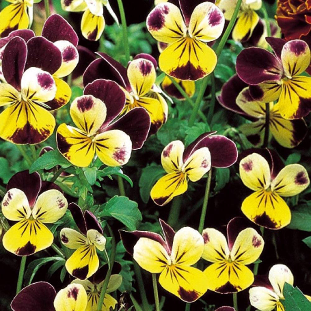 Violette cornue Helen Mount - Viola cornuta helen mount - Potager