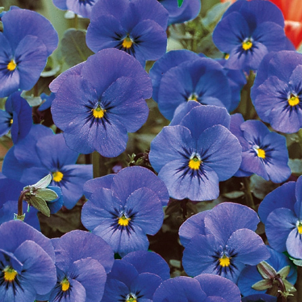 Violette cornue Admiration - Viola cornuta bybrida - Potager