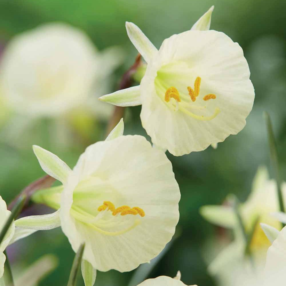 10 Narcisses Artic Bells - Narcissus artic bells - Plantes