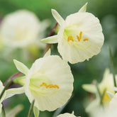 10 Narcisses Artic Bells - Willemse