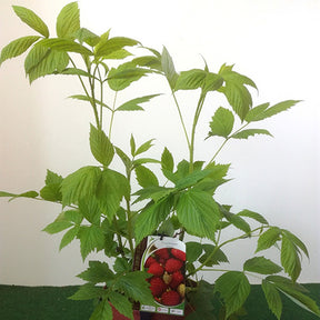 Framboisier Zeva - Rubus idaeus zeva - Willemse