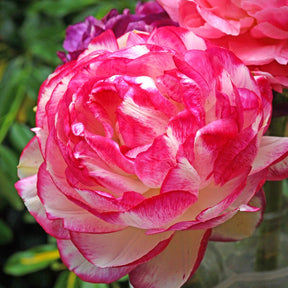 12 Renoncules Picotee Pink - Willemse