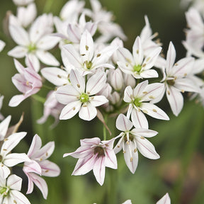 25 Alliums Caméléon - Willemse