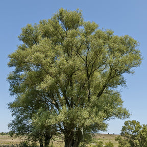 Saule blanc - Willemse