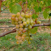 Vigne Muscat Alexandrie - Willemse
