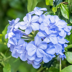 Plumbago - Plumbago auriculata - Plantes