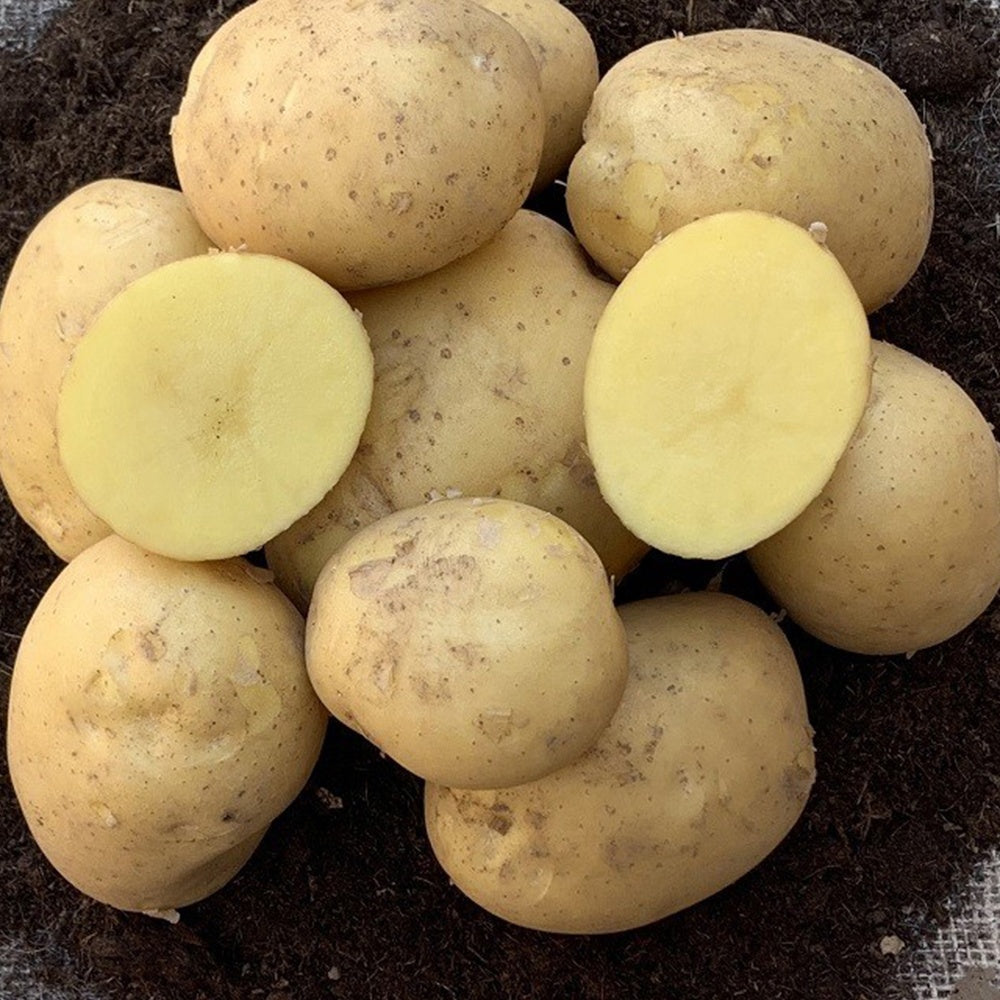 25 Pommes de terre Etincelle - Solanum tuberosum etincelle - Plants de Pommes de Terre