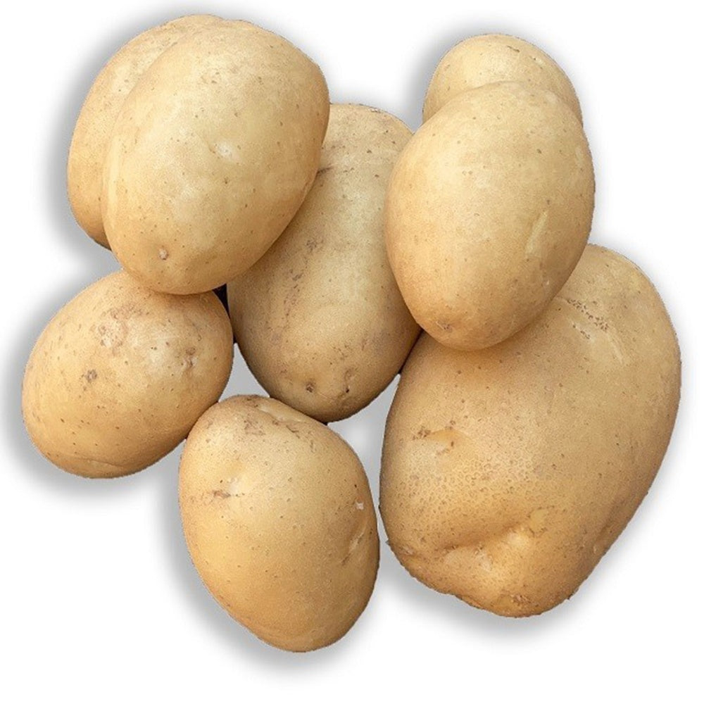25 Pommes de terre Osiris Bio - Solanum tuberosum osiris - Plants de Pommes de Terre