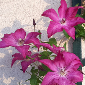 Clématite Nancy, Jour de la Terre® - Clematis integrifolia nancy jour de la terre®clemi