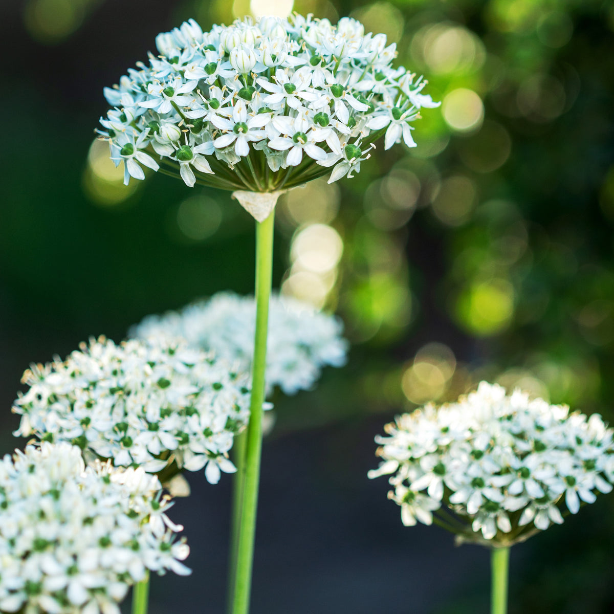 10 Alliums Nigrum - Allium nigrum - Plantes