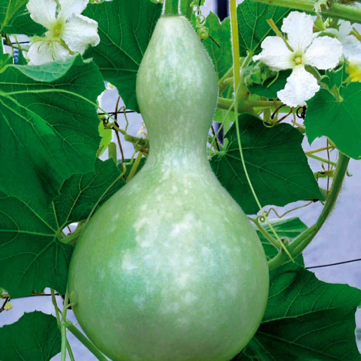 Calebasse - Gourde - Cucurbita siceraria  gourde bouteille - Willemse