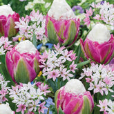 Collection de 15 Tulipes Ice Cream et Alliums Caméléon - Willemse