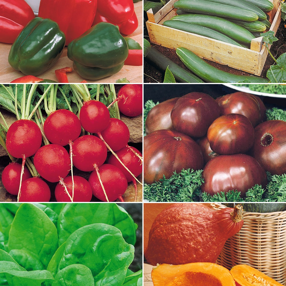 Collection pour potager productif - Willemse