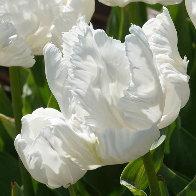7 Tulipes perroquet White Parrot - Willemse