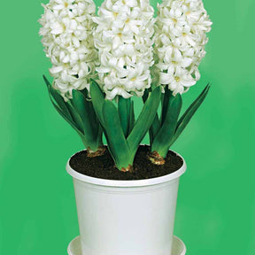 3 Jacinthes préparées blanches + pot blanc - Willemse