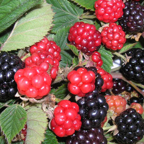 Mûrier Triple Crown - Willemse