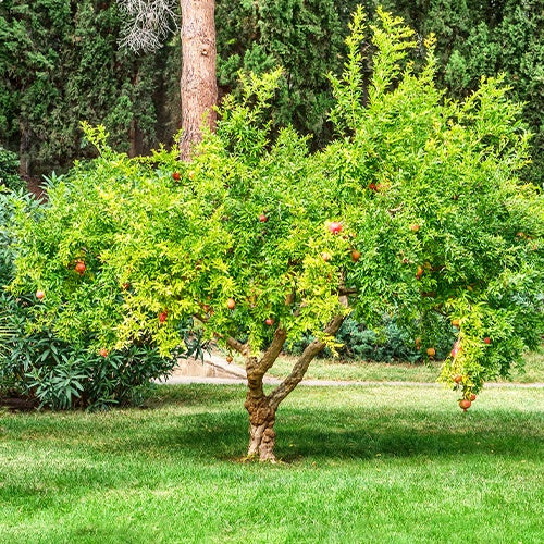 Punica granatum - Grenadier Dente di Leone - Grenadier