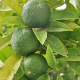 Citron vert - Willemse