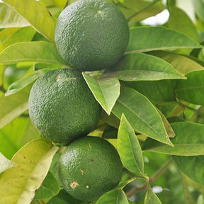 Citron vert - Willemse