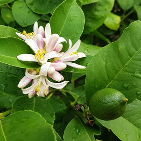 Limettier - Citrus aurantifolia - Willemse