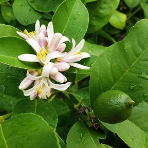 Citrus aurantifolia - Citron vert - Citronnier