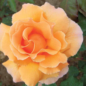 Rosier buisson Just Joey - Willemse