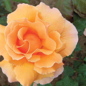 Rosier buisson Just Joey - Rosa just joey - Willemse