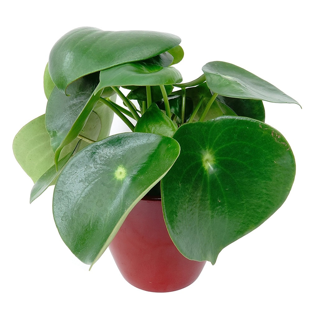 Peperomia Raindrop - Willemse